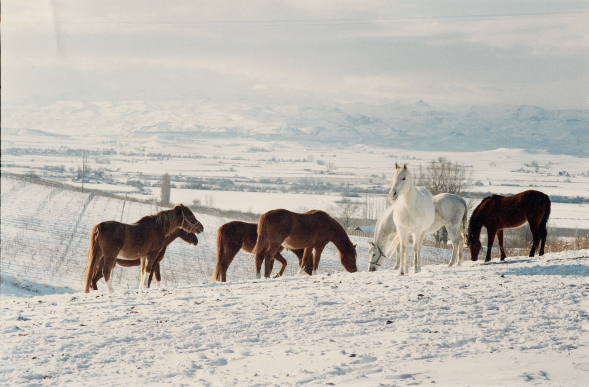 Belesemo Arabians Winter
