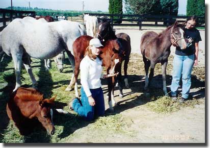 Girls in foal pen