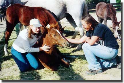 foal