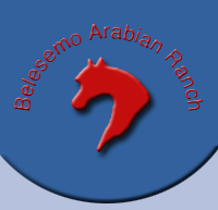 Belesemo Arabians