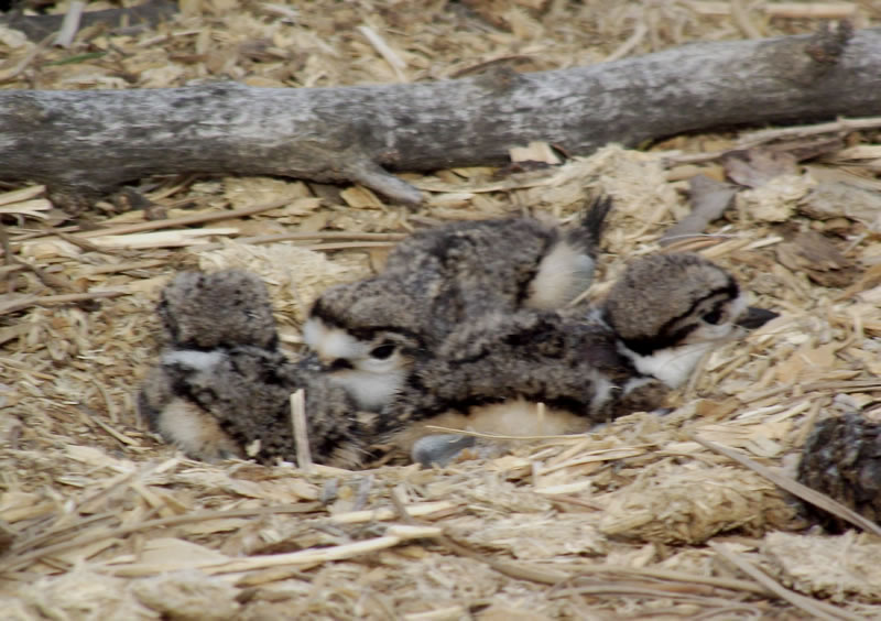 baby killdeer in nest