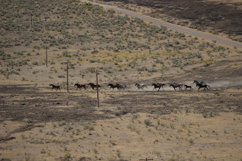 horse roundup