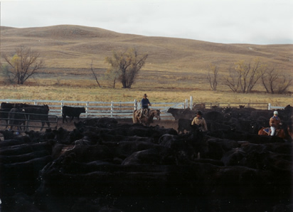 Nebraska cow horse