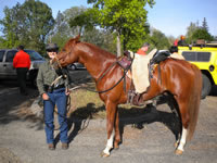 search and rescue horse