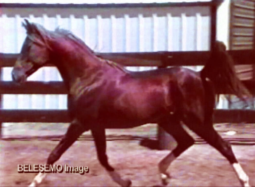 belesemo image trot view