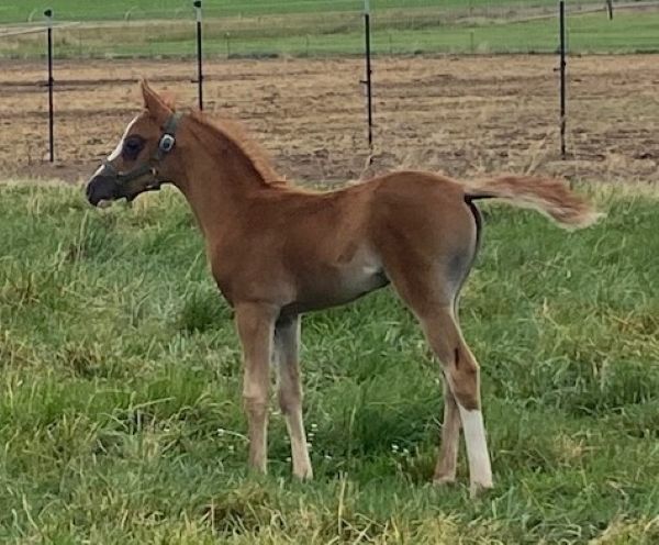 Filly Belesemo Ibn Trad x Aelfleah Ananda