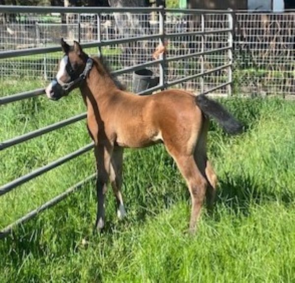 COLT Belesemo Ibn Trad x DBA Lpemargo++/
