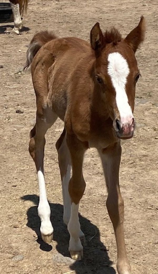 Filly Belesemo Ibn Trad x Belesema Magic Antigua